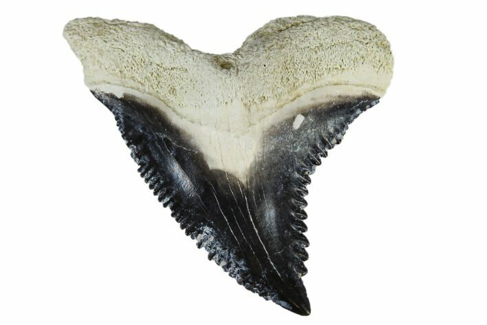 Fossil Shark Tooth (Hemipristis) - Bone Valley, Florida #113807